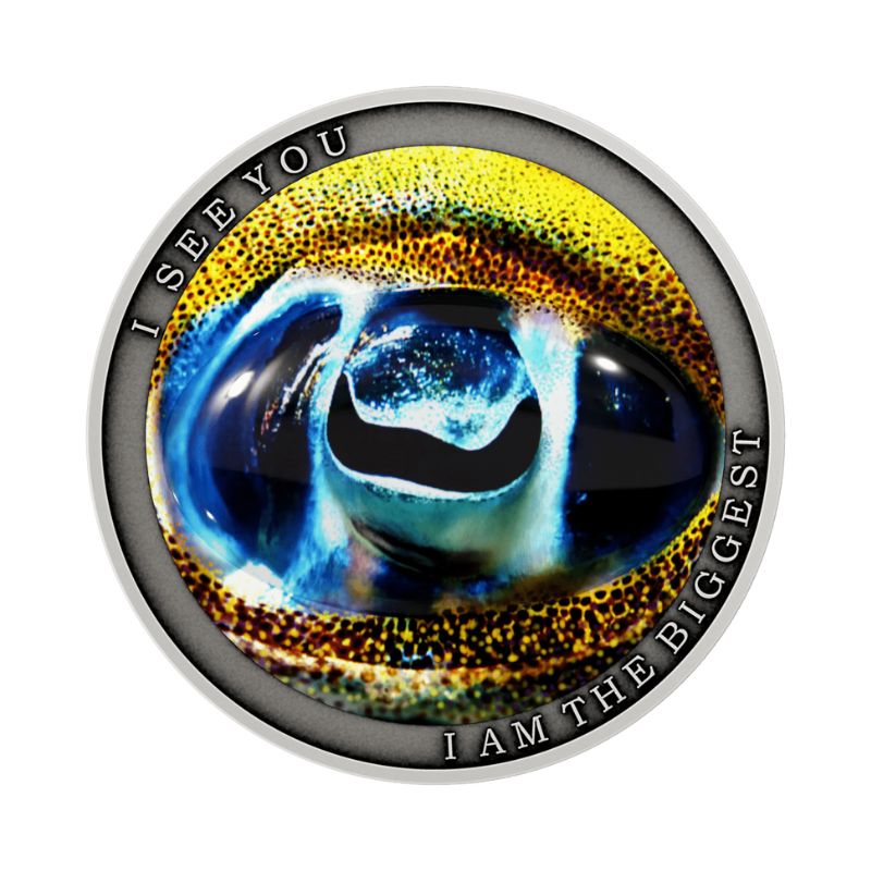 2022 Niue Wild Africa Bigfin Reef Squid .5oz Silver Coin